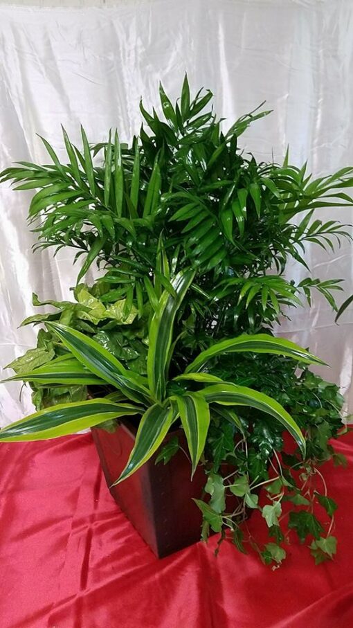 Mixed plant arrangement